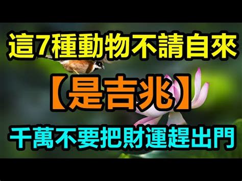 象徵財富的東西|世界各地象徵豐盛 和好運的吉祥物或符號